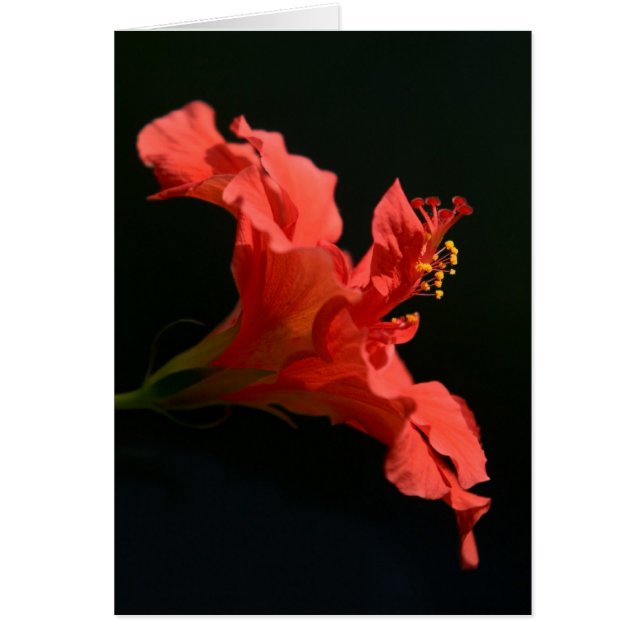 Fleur d'Hibiscus étonnante (Devant)