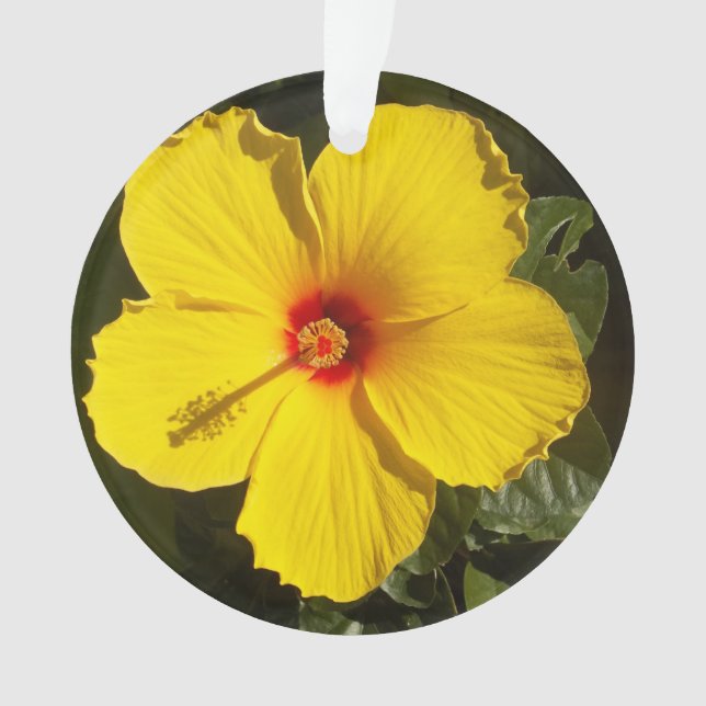 Fleur d'Hibiscus jaune (devant)