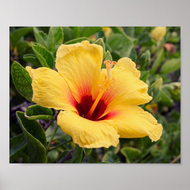 Fleur d'Hibiscus jaune | Poster (Devant)