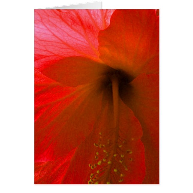 Fleur d'Hibiscus rouge (Devant)