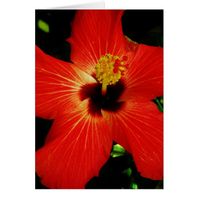 Fleur d'Hibiscus rouge-orange (Devant)
