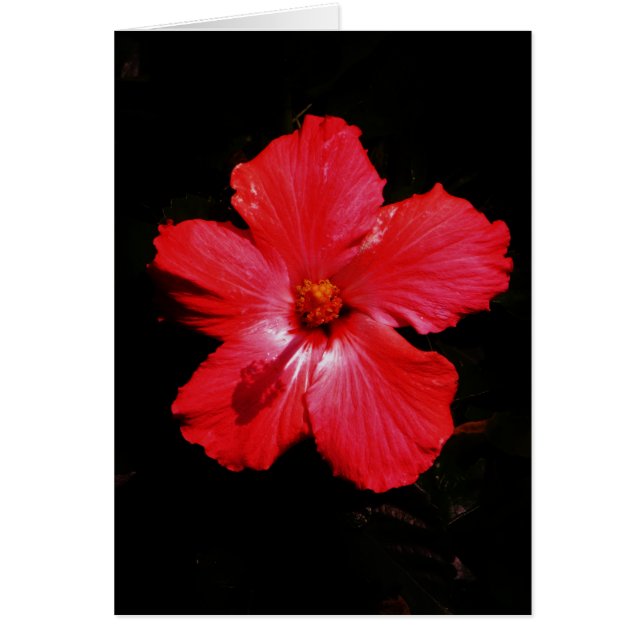Fleur d'Hibiscus rouge rose chaud sur noir (Devant)