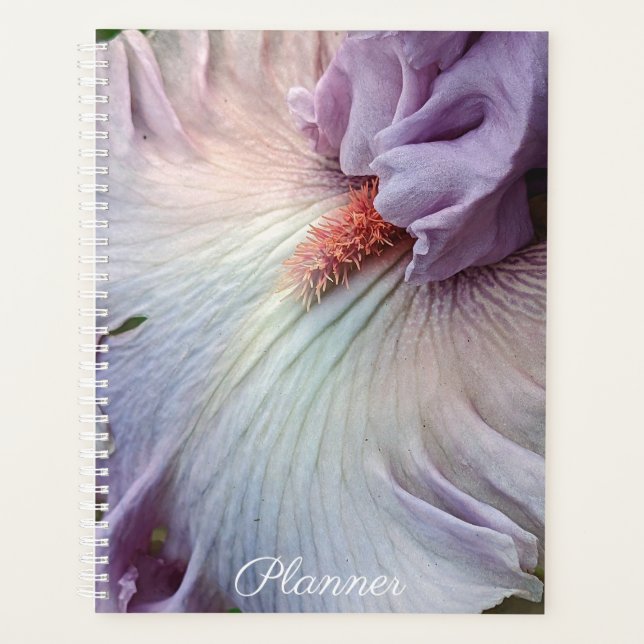 Fleur d'Iris Pale Violet (Devant)