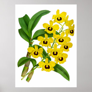 Fleur d'orchidée vintage - Poster