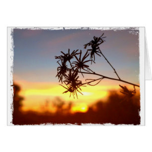 Fleur du désert sur la carte blanche Sunset