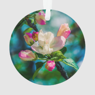 Fleur et bourgeons de pommier sauvage