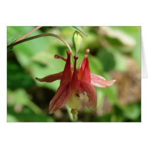 Fleur et insecte de Columbine