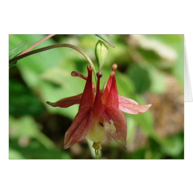 Fleur et insecte de Columbine (Devant horizontal)