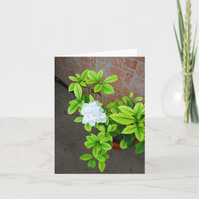 Fleur Gardenia blanche (Devant)