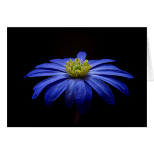 Fleur Gerbera Blue Daisy sur un arrière - plan noi