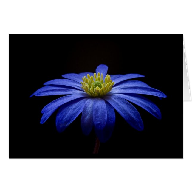 Fleur Gerbera Blue Daisy sur un arrière - plan noi (Devant horizontal)