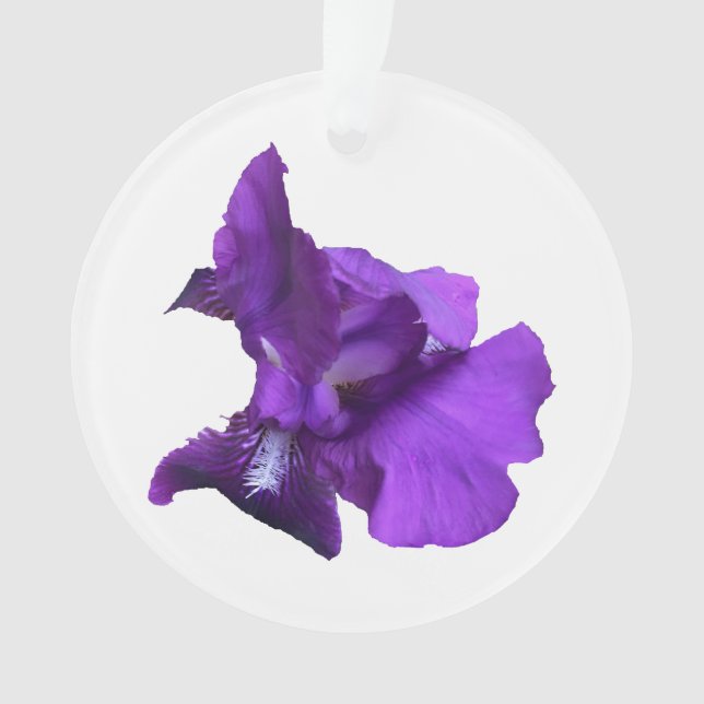 Fleur Iris Violet (devant)