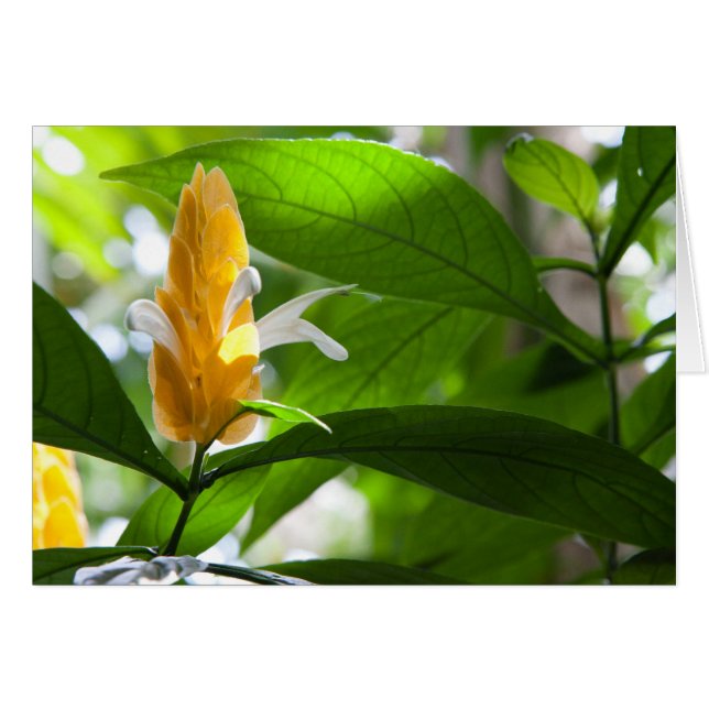 Fleur jaune (Devant Horizontal)