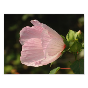 Fleur , Kodak Professional Photo Print