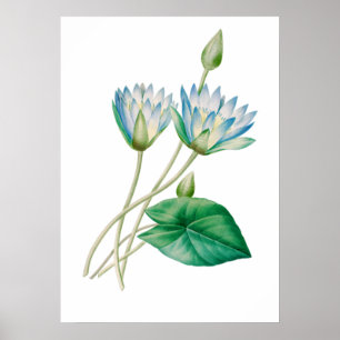 Fleur Lotus égyptienne Impression par P.J. Redouté