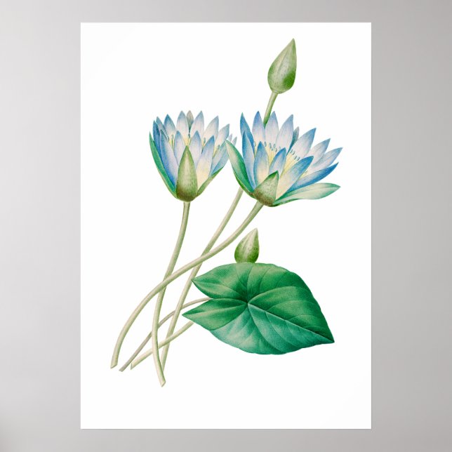 Fleur Lotus égyptienne Impression par P.J. Redouté (Devant)
