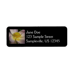 Fleur Lotus Rose I Floral Été