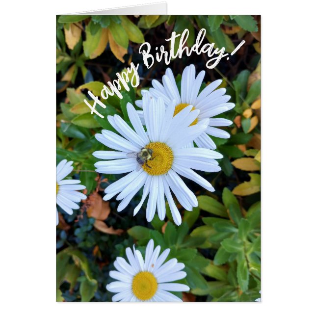 Fleur marguerite blanche avec carte d'anniversaire (Devant)