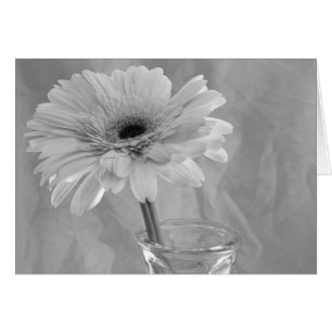 Fleur marguerite noire et blanche
