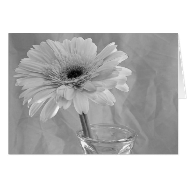 Fleur marguerite noire et blanche (Devant Horizontal)