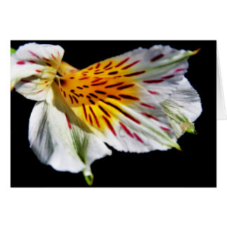 "fleur mystérieuse" de Larry Coressel