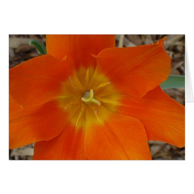 Fleur orange au jardin (Devant horizontal)