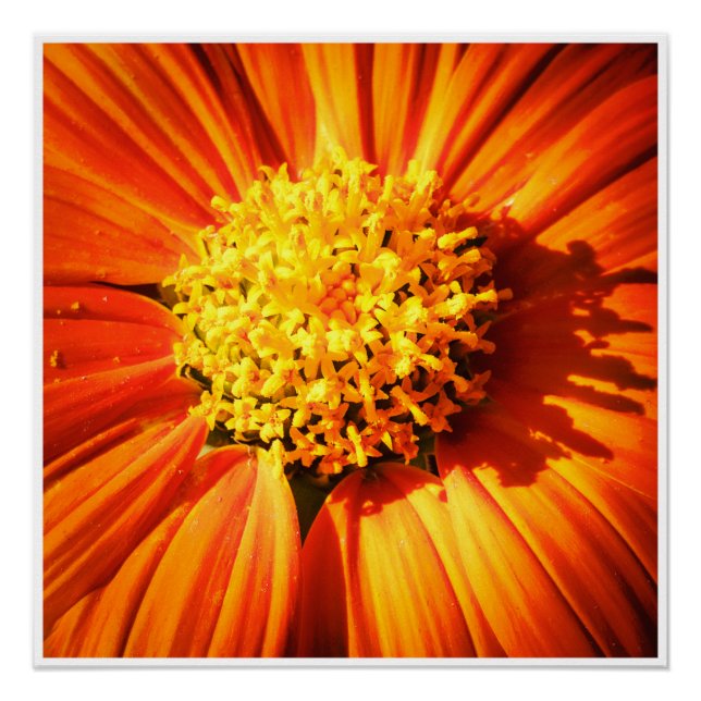 Fleur orange Macro Art mural | Impression florale  (Devant)