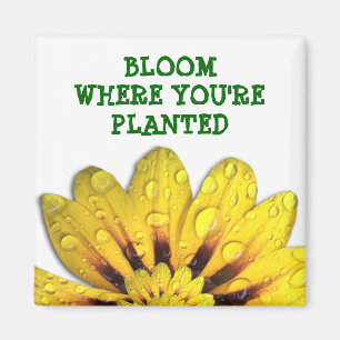 Fleur où vous êtes aimant planté