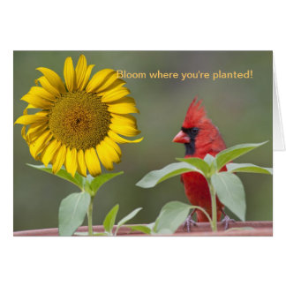 Fleur où vous êtes plantés !