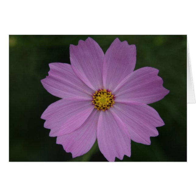 fleur parfaite (Devant horizontal)