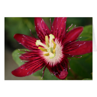 Fleur Passion