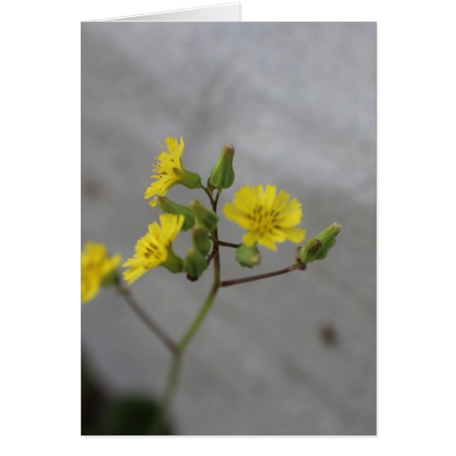 Fleur petite jaune #3 (Devant)