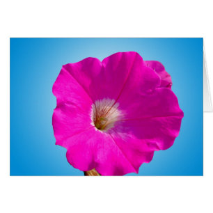 fleur pétunia rose en bleu.