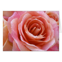 Fleur pleine rose rose rose Rose de rose Accueil