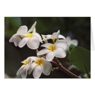 Fleur Plumeria