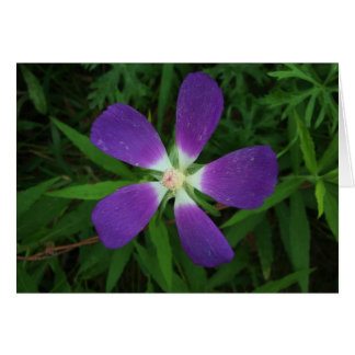 Fleur posant comme morada pourpre