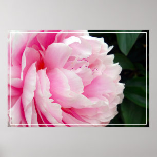 Fleur Poster Peony