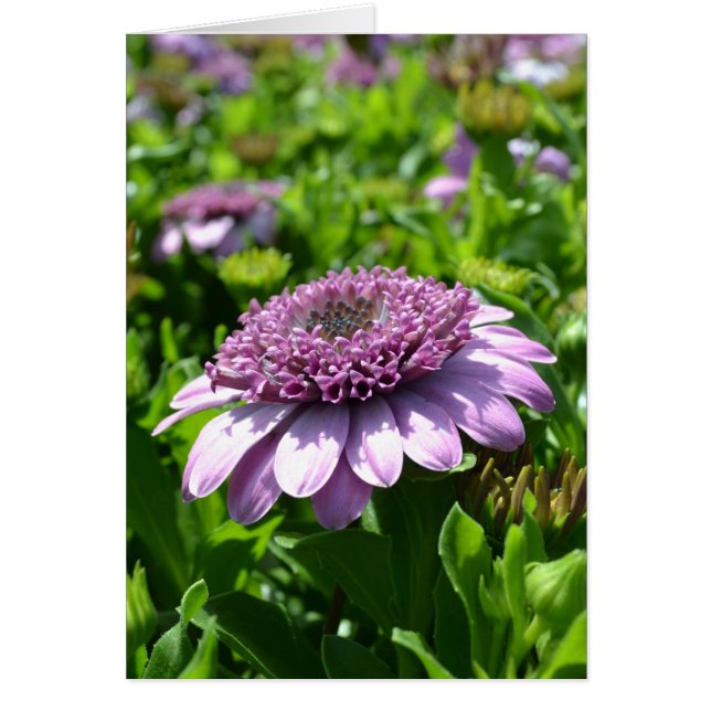 Fleur pourpre (Devant)