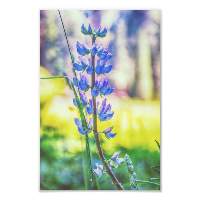Fleur pourpre | Impression photo (Devant)
