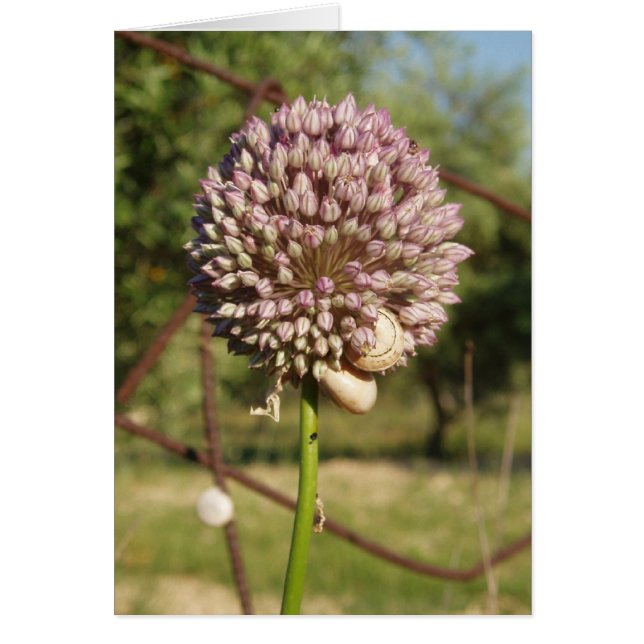Fleur ronde violette (Devant)