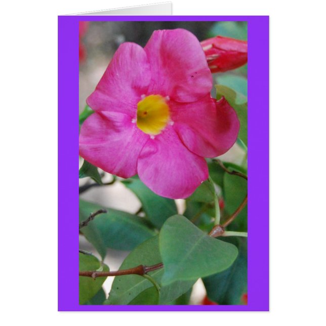 Fleur rose (Devant)