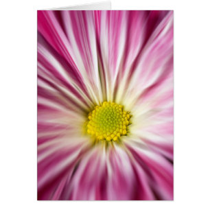 Fleur rose