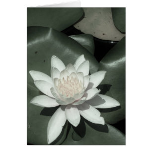 fleur rose-clair blanche de nénuphar de lotus