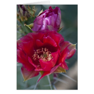 Fleur rose de cactus