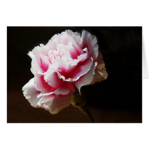 Fleur rose d'oeillet d'oeillet