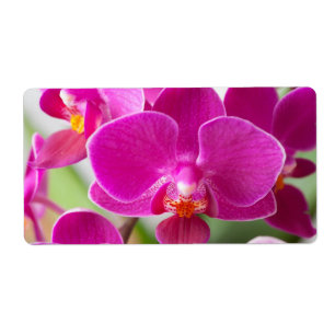 Fleur rose d'orchidée - modèle floral d'orchidé