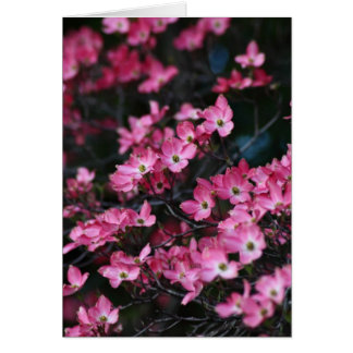 Fleur rose du Dogwood Tree