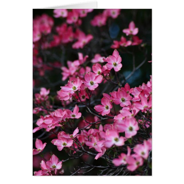 Fleur rose du Dogwood Tree (Devant)