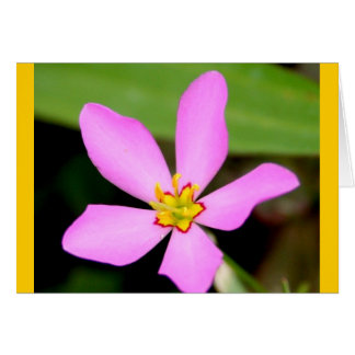 Fleur rose funky