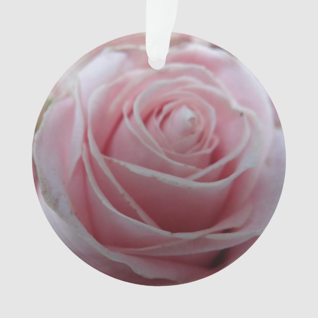 Fleur Rose mignonne (devant)
